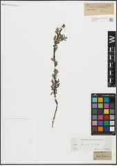 Foto von Salix repens L.